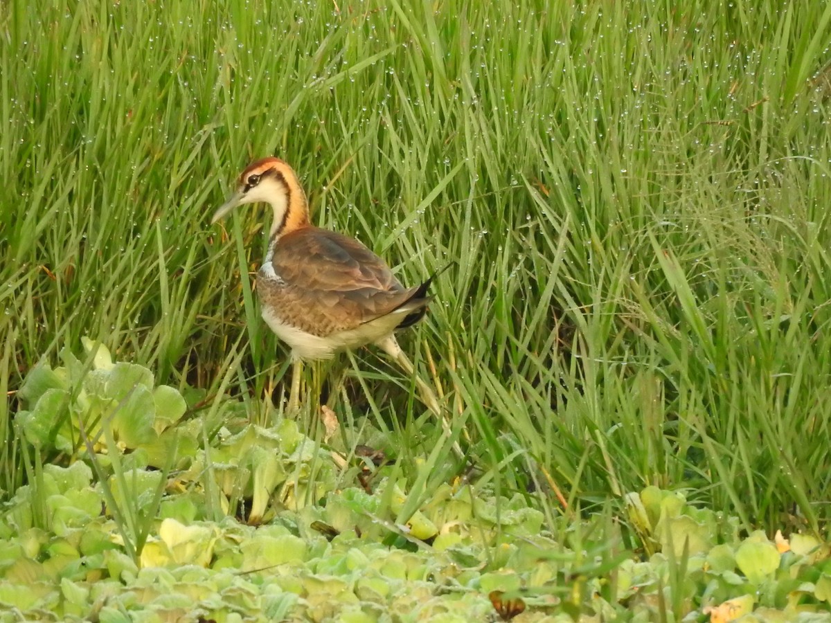 Фазанохвостая якана - ML644983620