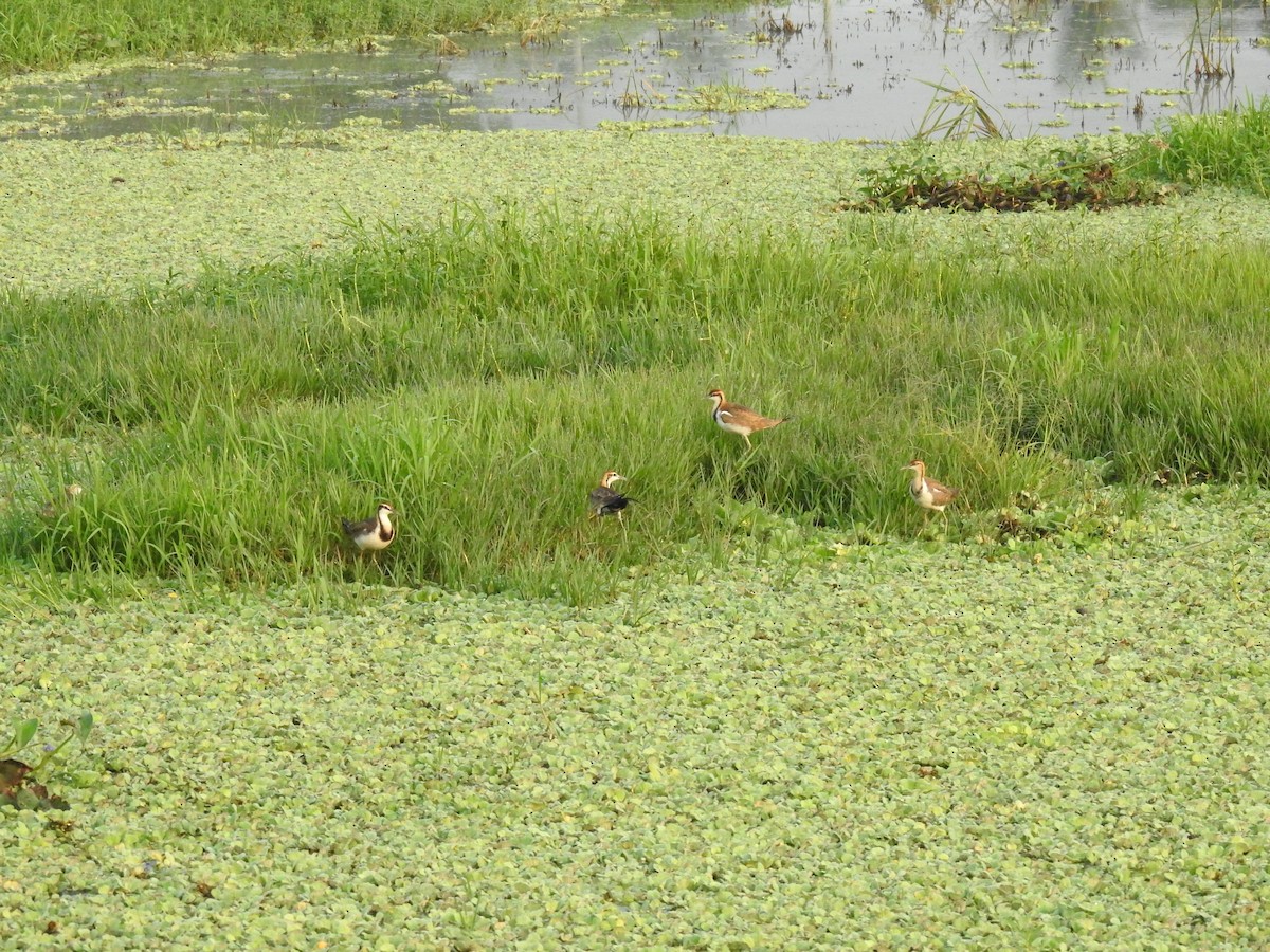 Фазанохвостая якана - ML644983622