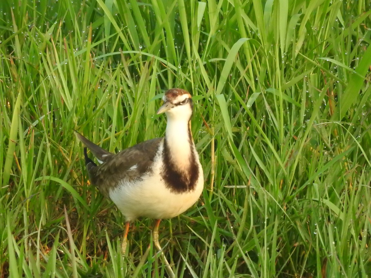 Фазанохвостая якана - ML644983623