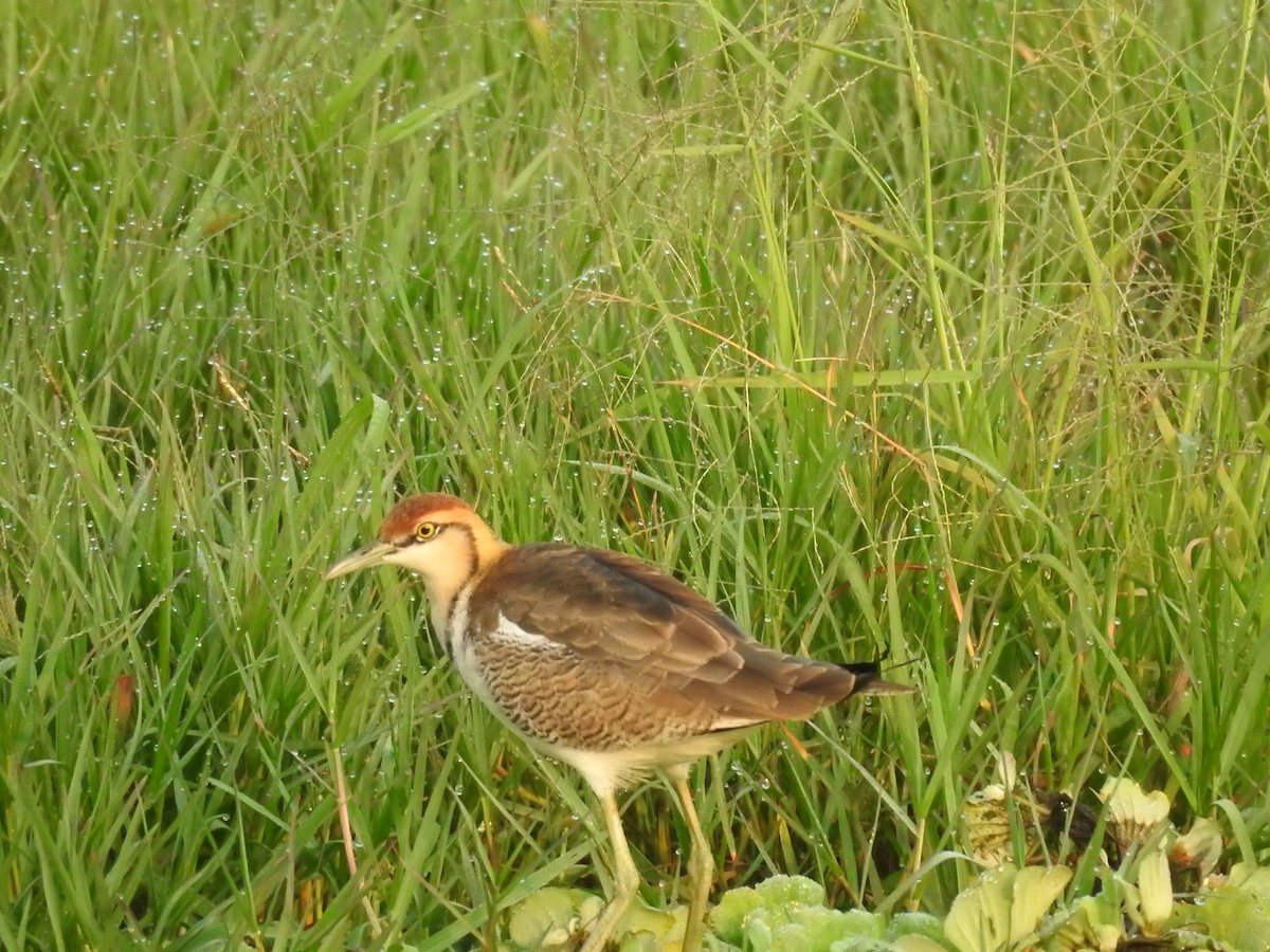 Фазанохвостая якана - ML644983626