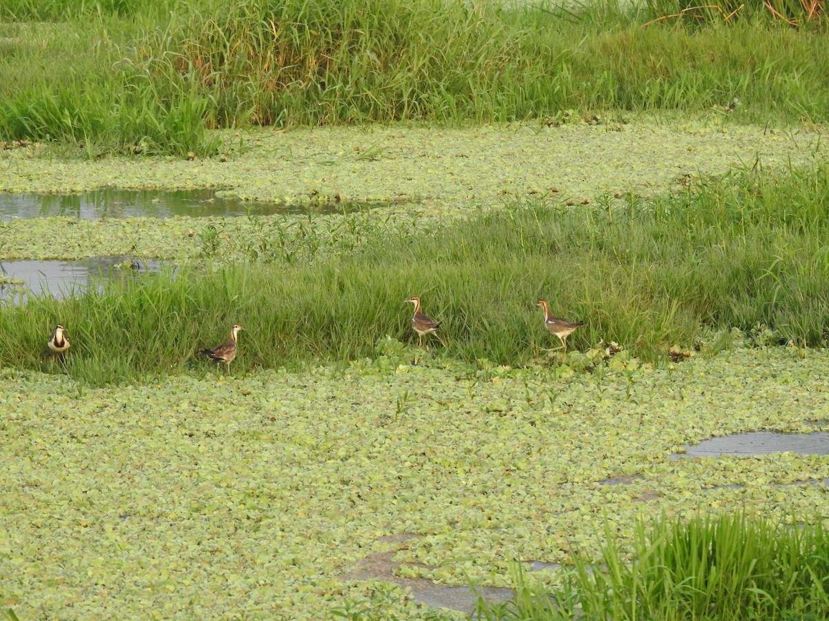 Фазанохвостая якана - ML644983627