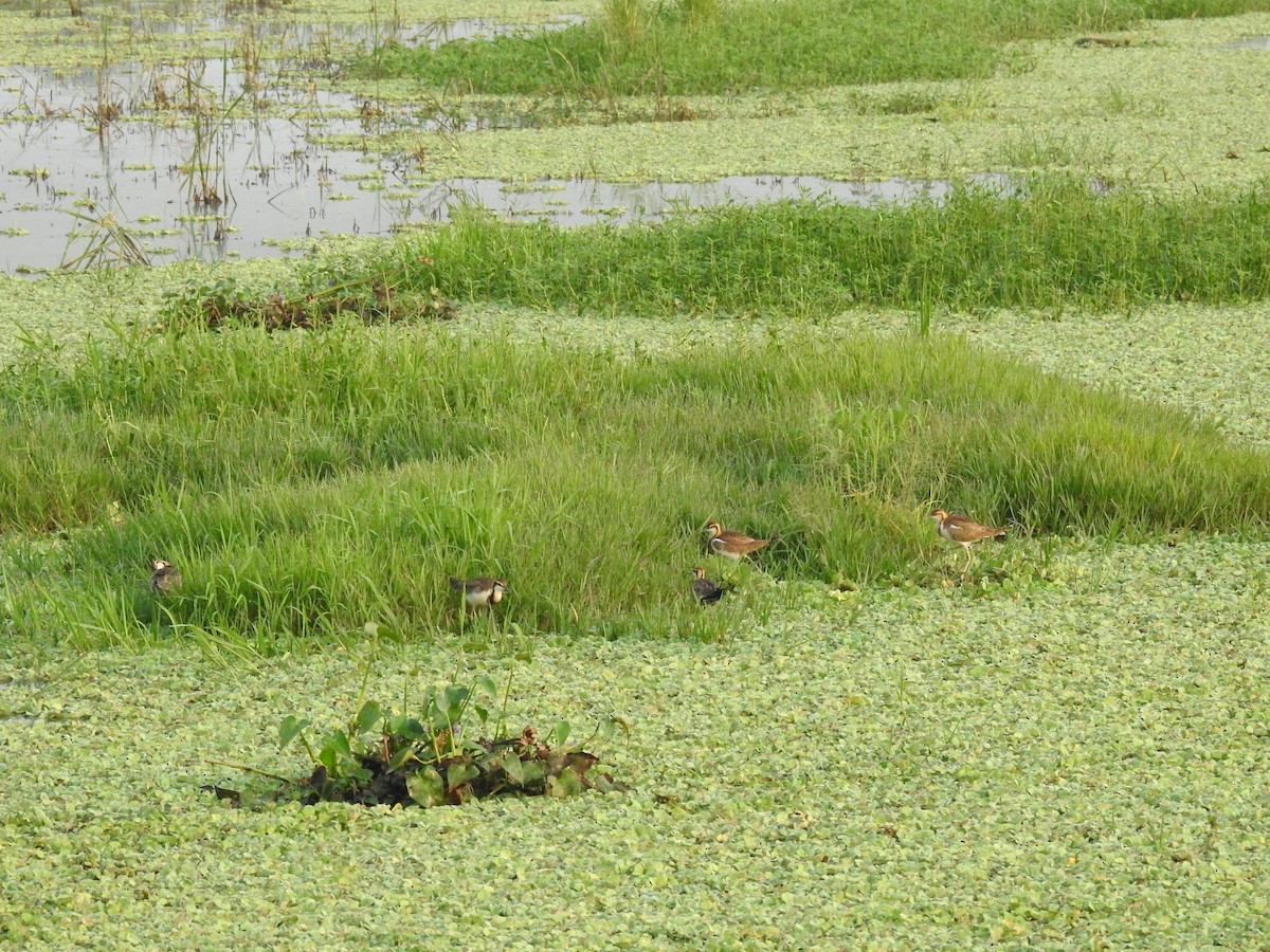 Фазанохвостая якана - ML644983628