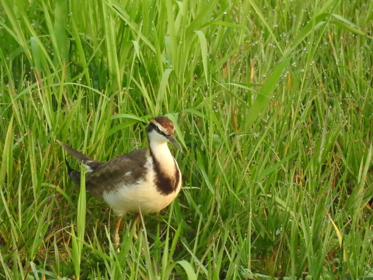 Фазанохвостая якана - ML644983630