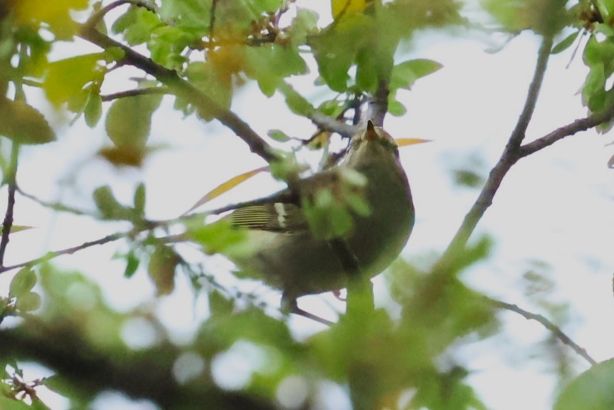 Yellow-browed Warbler - ML644983633
