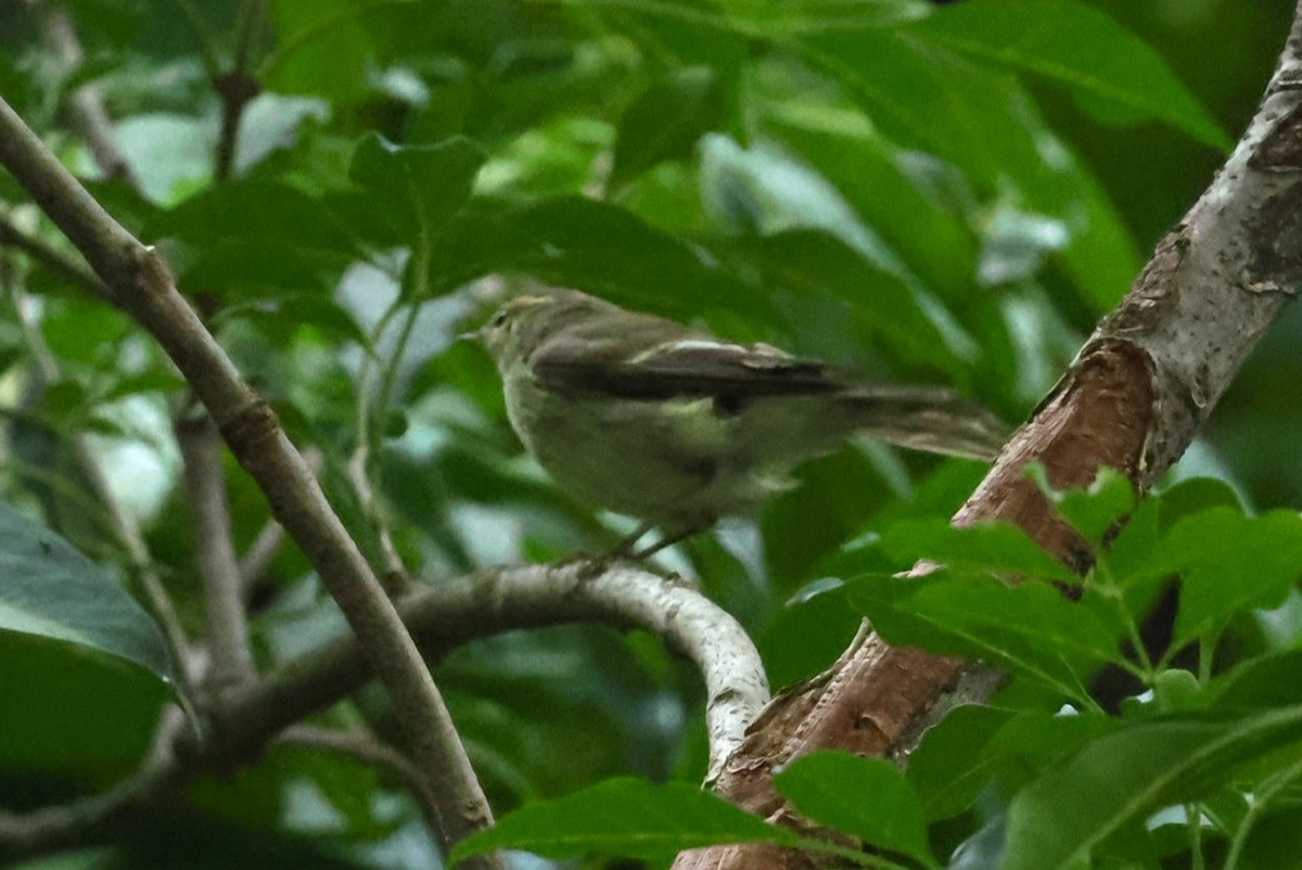 Yellow-browed Warbler - ML644983634
