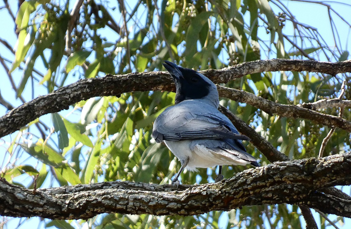 Black-faced Cuckooshrike - ML644983638