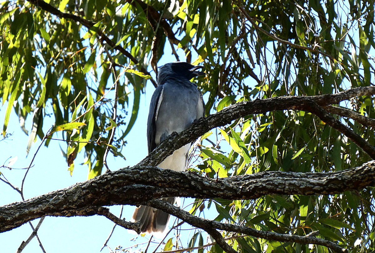 Black-faced Cuckooshrike - ML644983640