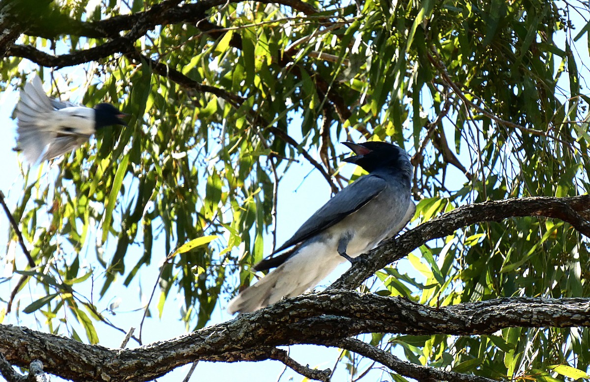 Black-faced Cuckooshrike - ML644983641