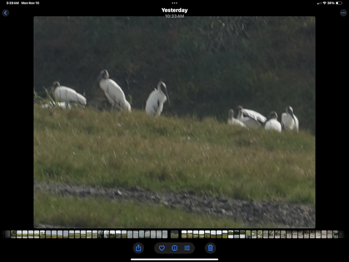 Wood Stork - ML644983642