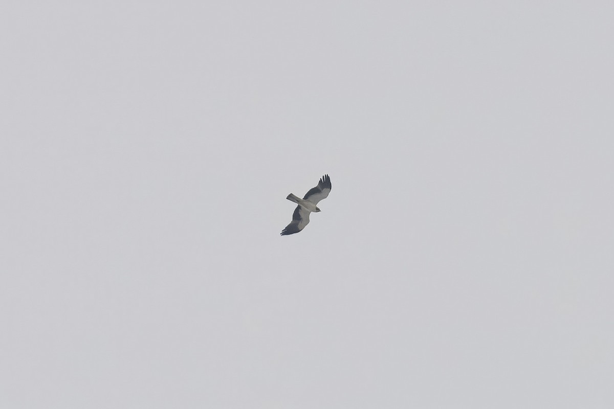 Booted Eagle - ML644983643