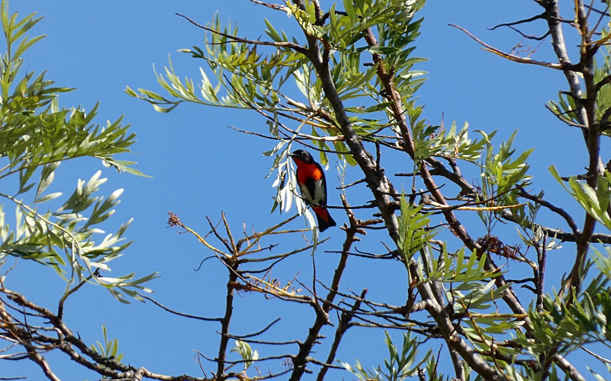 Picaflores Golondrina (Golondrina) - ML644983657
