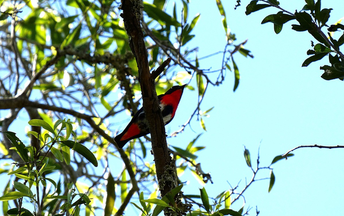 Picaflores Golondrina (Golondrina) - ML644983658