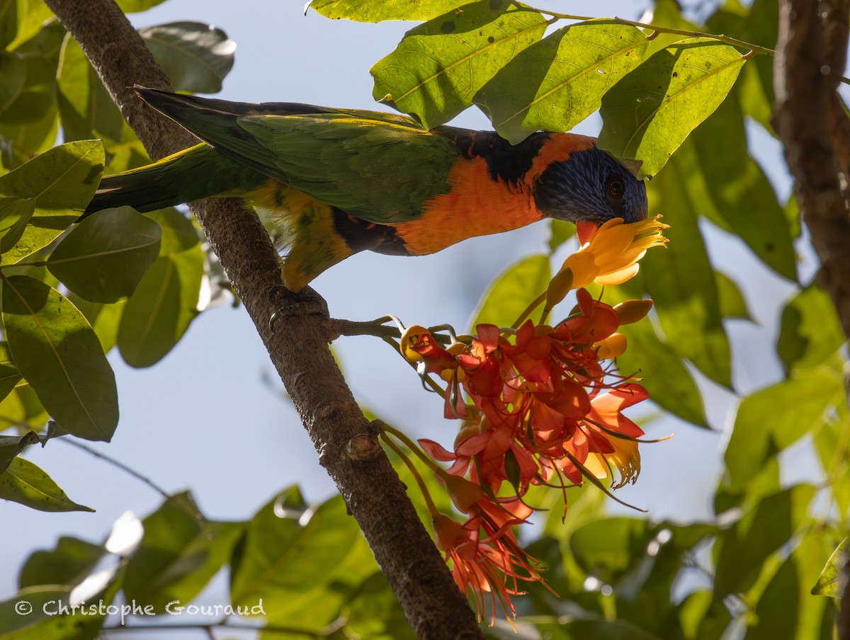 Red-collared Lorikeet - ML644983666