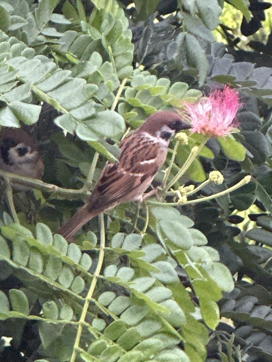 vrabec polní - ML644983693