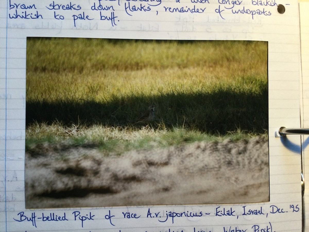 Siberian Pipit - ML644983694