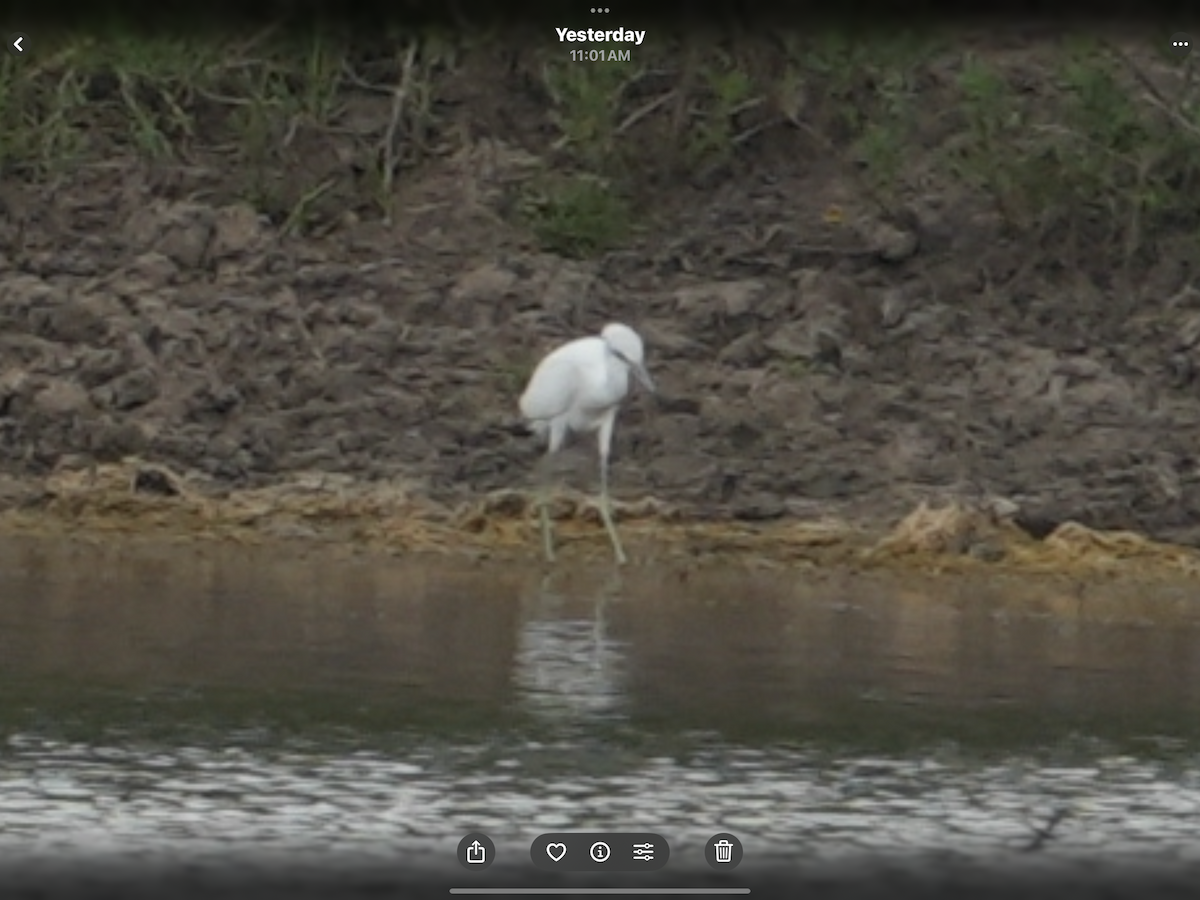 Little Blue Heron - ML644983697