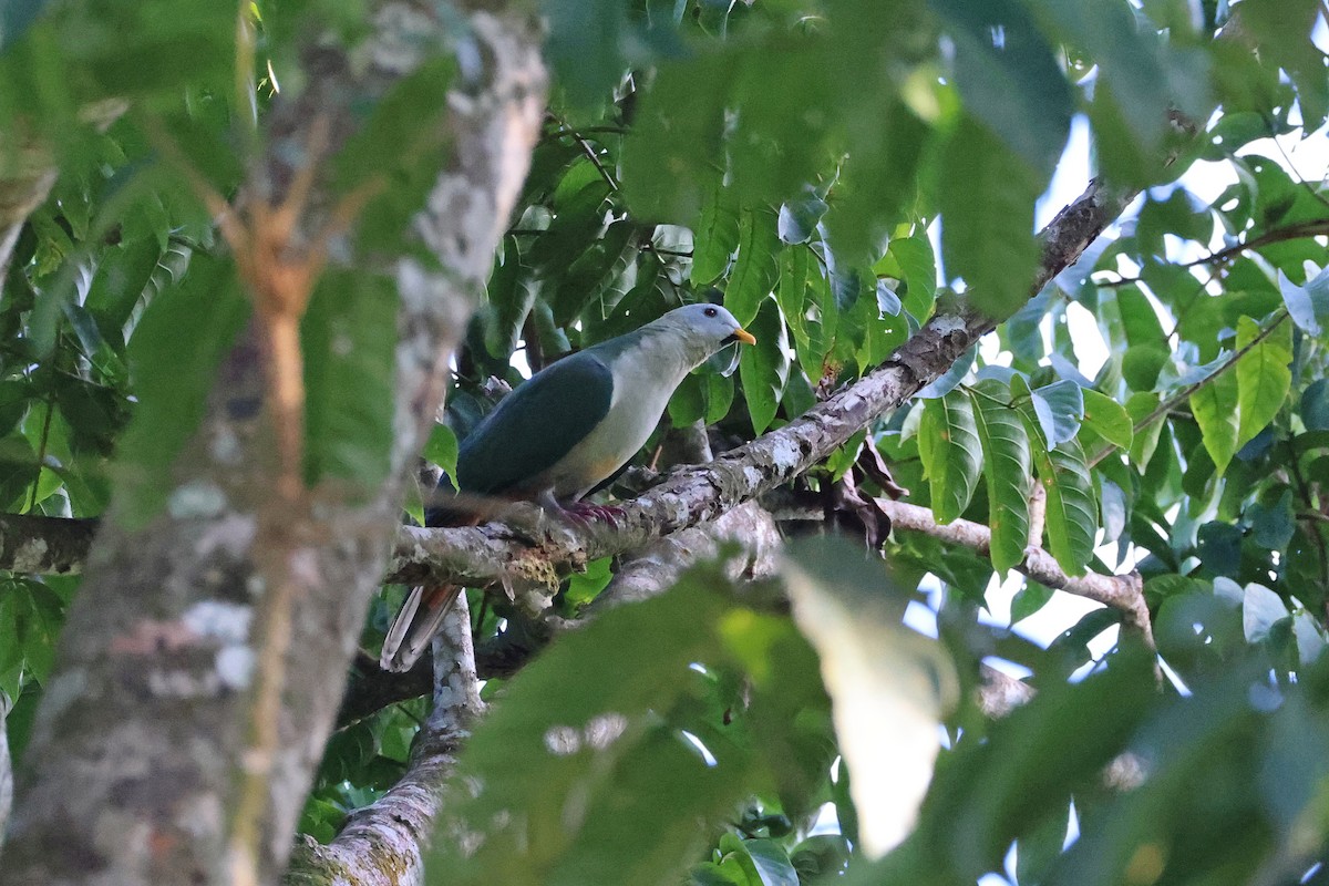 Ptilope à mentonnière - ML644983706