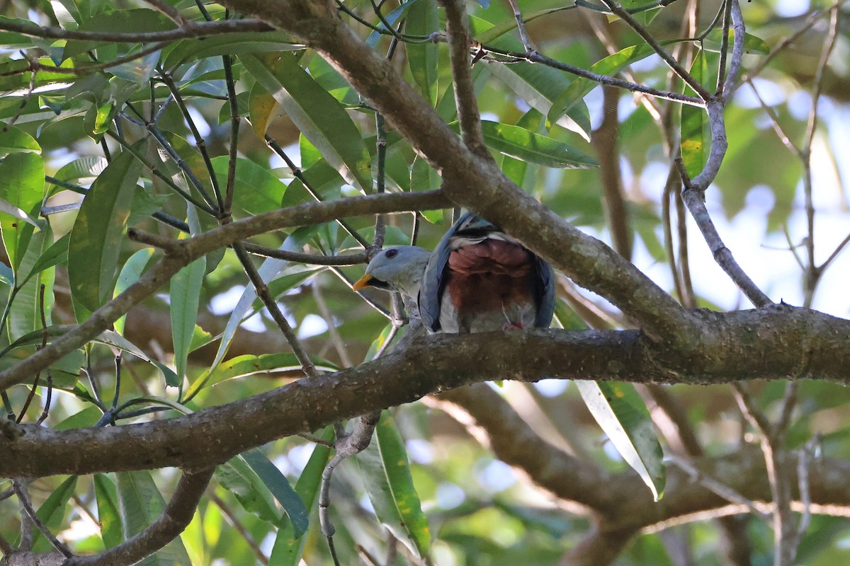 Ptilope à mentonnière - ML644983707