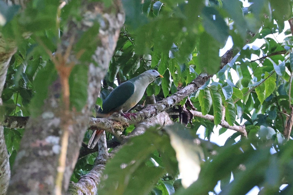 Ptilope à mentonnière - ML644983708