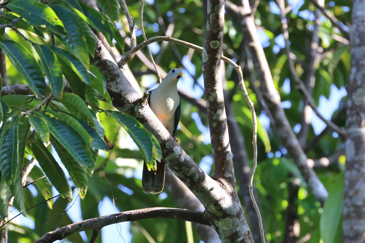 Ptilope à mentonnière - ML644983709