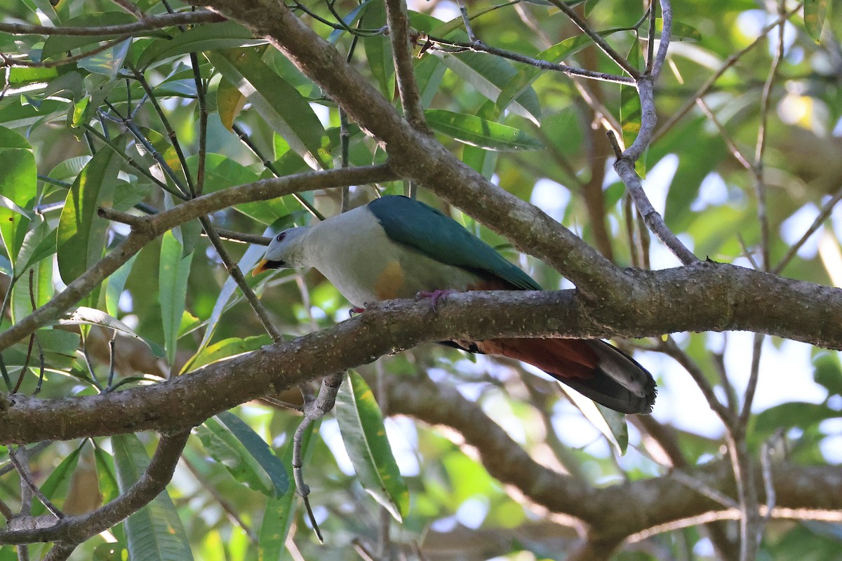 Ptilope à mentonnière - ML644983710