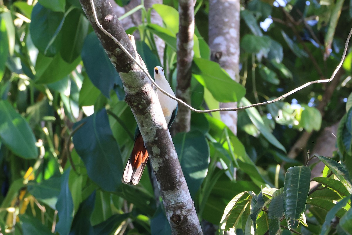 Ptilope à mentonnière - ML644983711