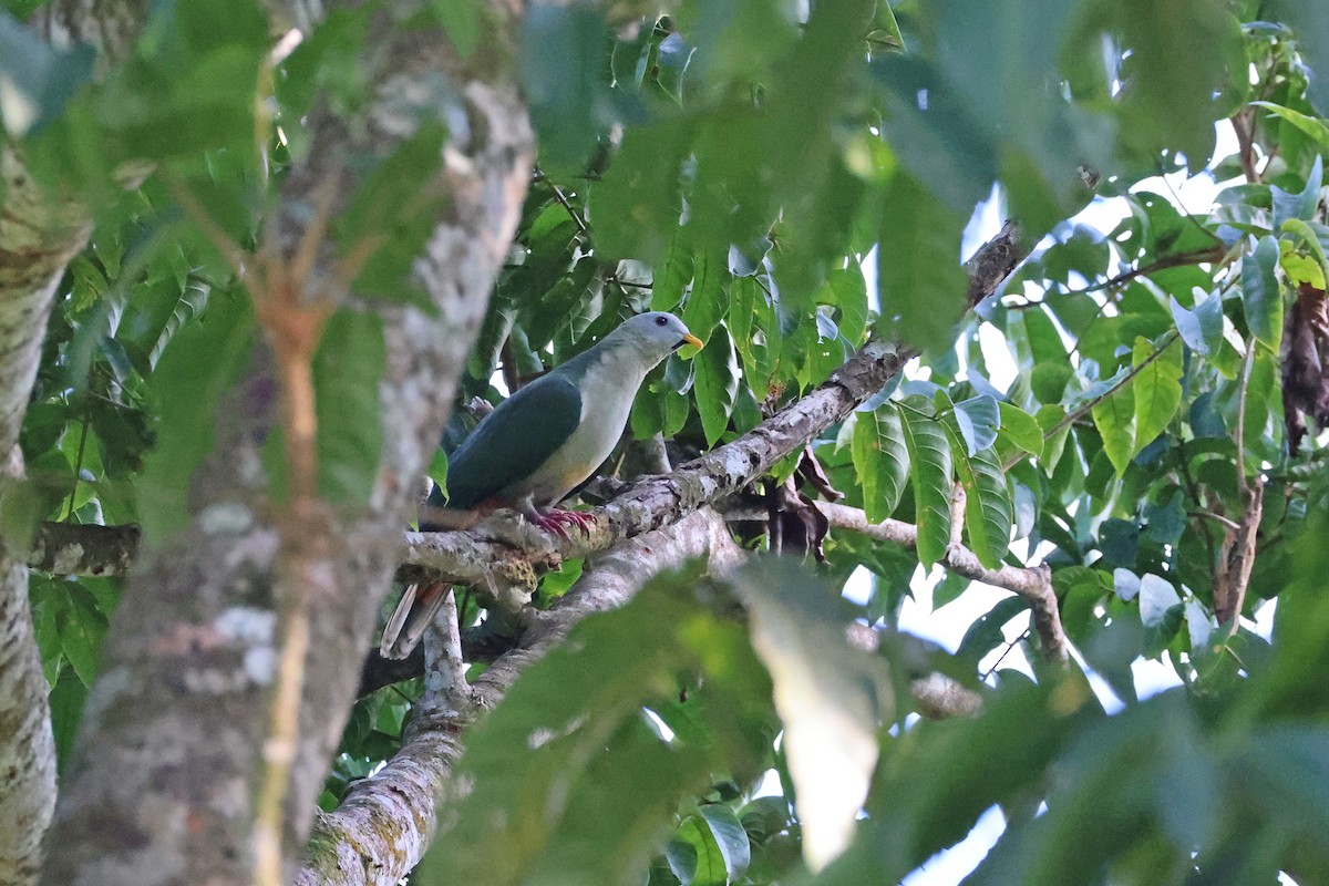 Ptilope à mentonnière - ML644983712