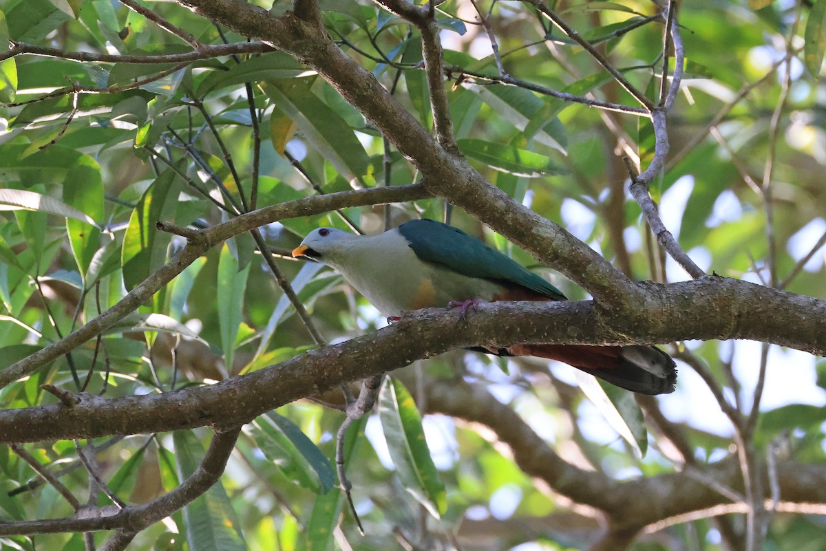 Ptilope à mentonnière - ML644983713