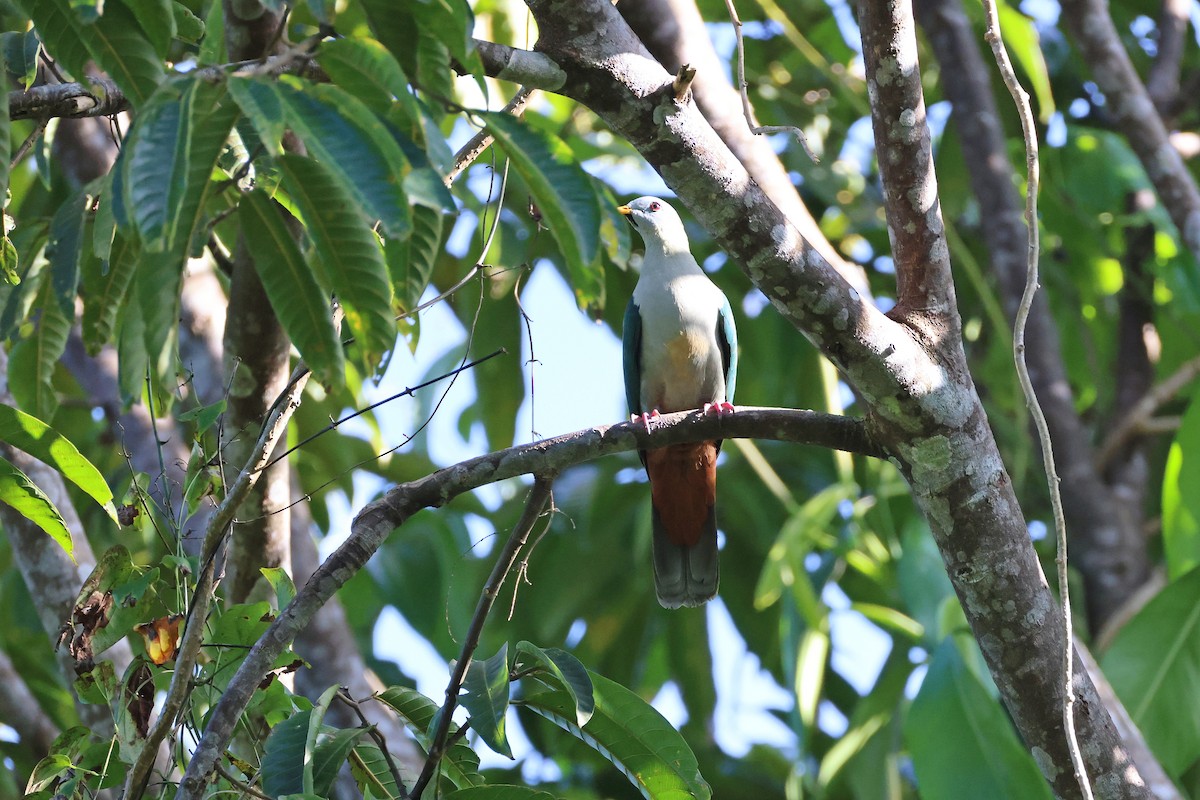 Ptilope à mentonnière - ML644983714