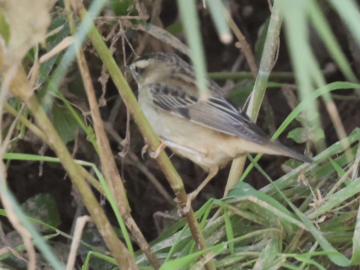 Sedge Warbler - ML644983725