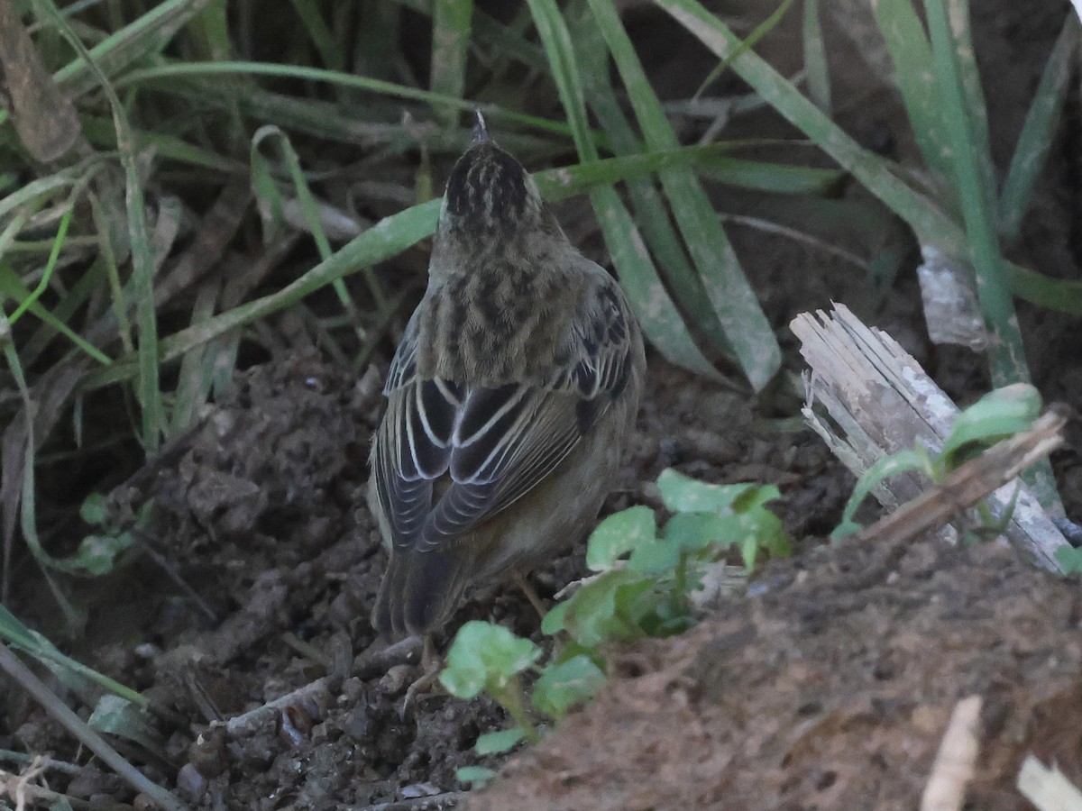 Sedge Warbler - ML644983726