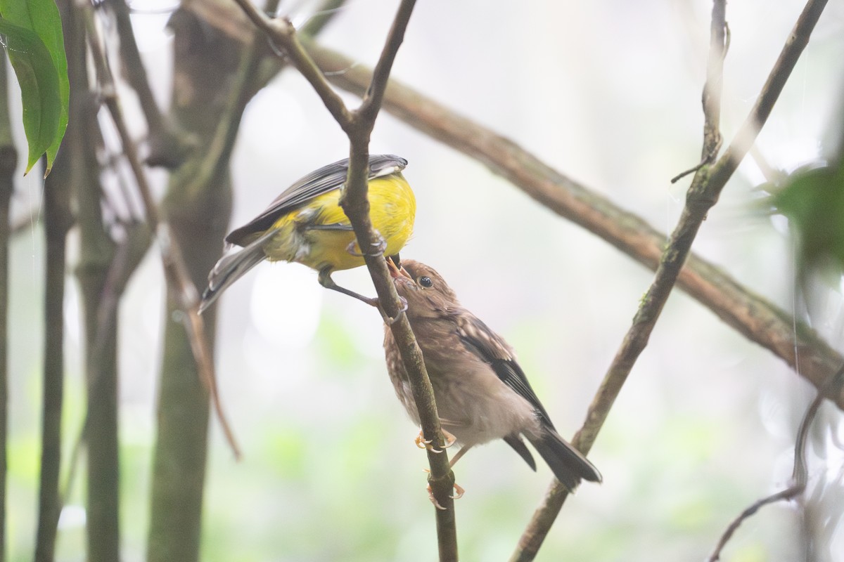 Королець жовтий - ML644983729