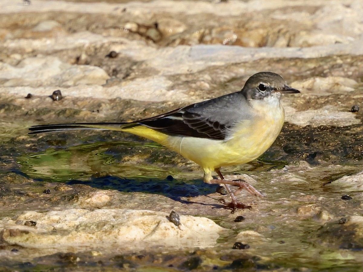 Gray Wagtail - ML644983734