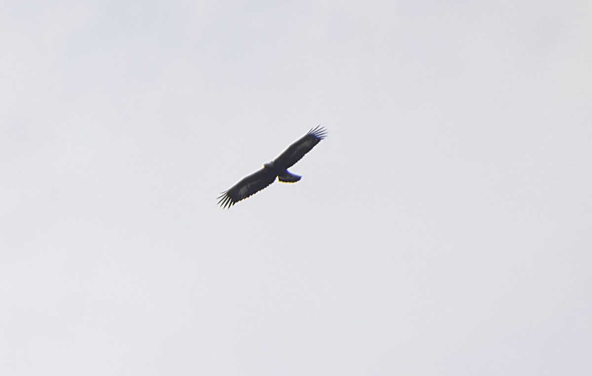 Golden Eagle - ML644983746