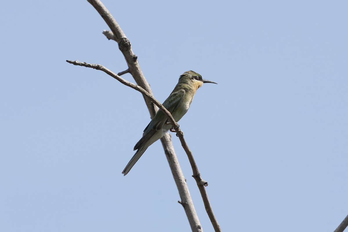 Blue-tailed Bee-eater - ML644983778