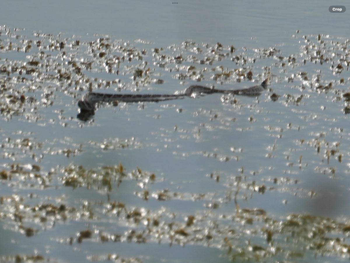 Animals - ML644983801