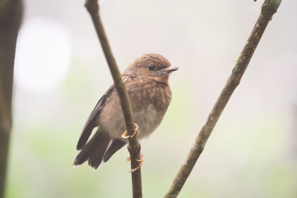 lejsčík žlutý - ML644983811