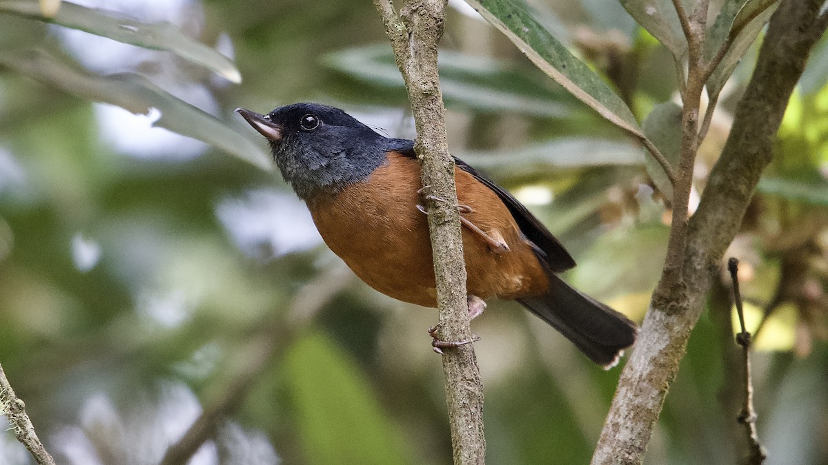 Cinnamon-bellied Flowerpiercer - ML644983813