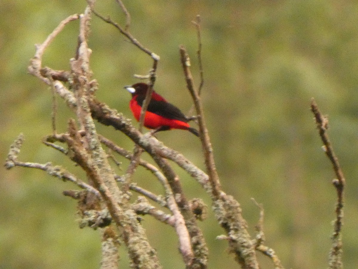Crimson-backed Tanager - ML644983816