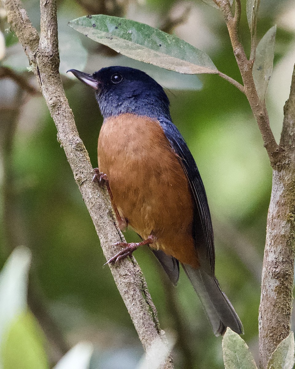Cinnamon-bellied Flowerpiercer - ML644983817