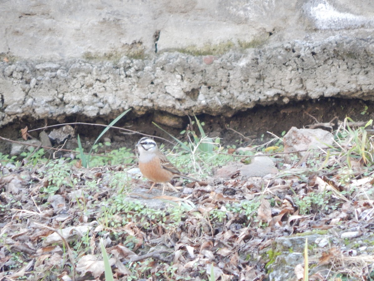 strnad viničný - ML644983818