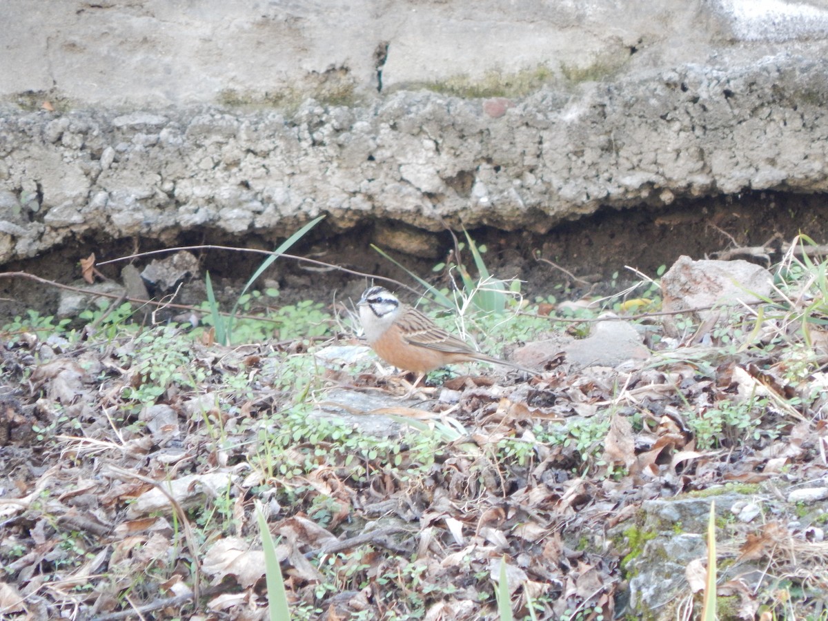 strnad viničný - ML644983819