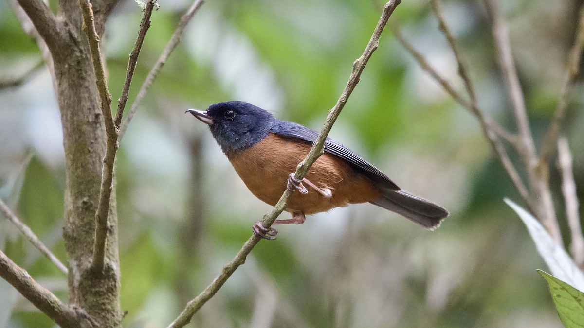 Cinnamon-bellied Flowerpiercer - ML644983820
