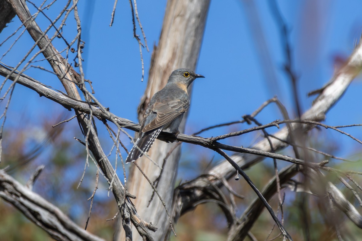 kukačka skořicová - ML644983821