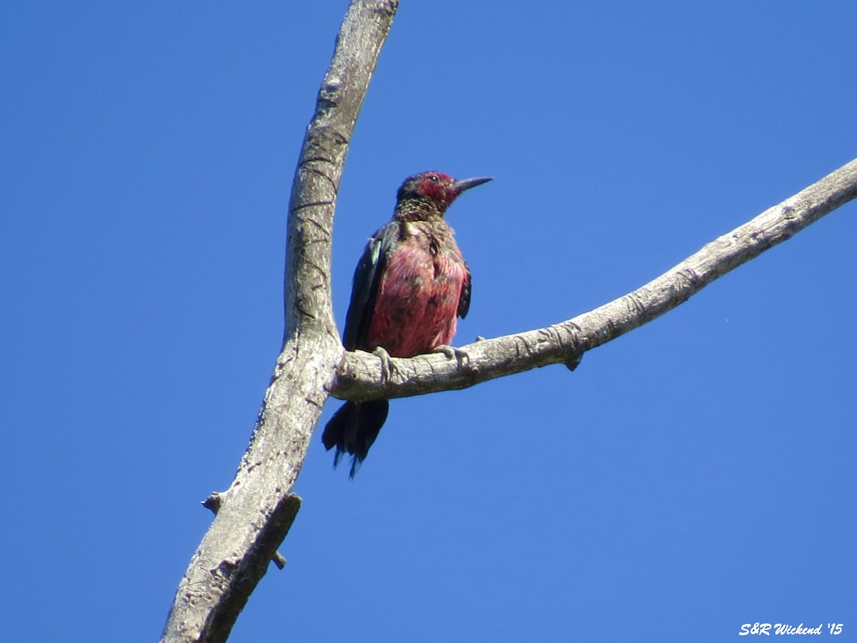 datel červenolící - ML644983822