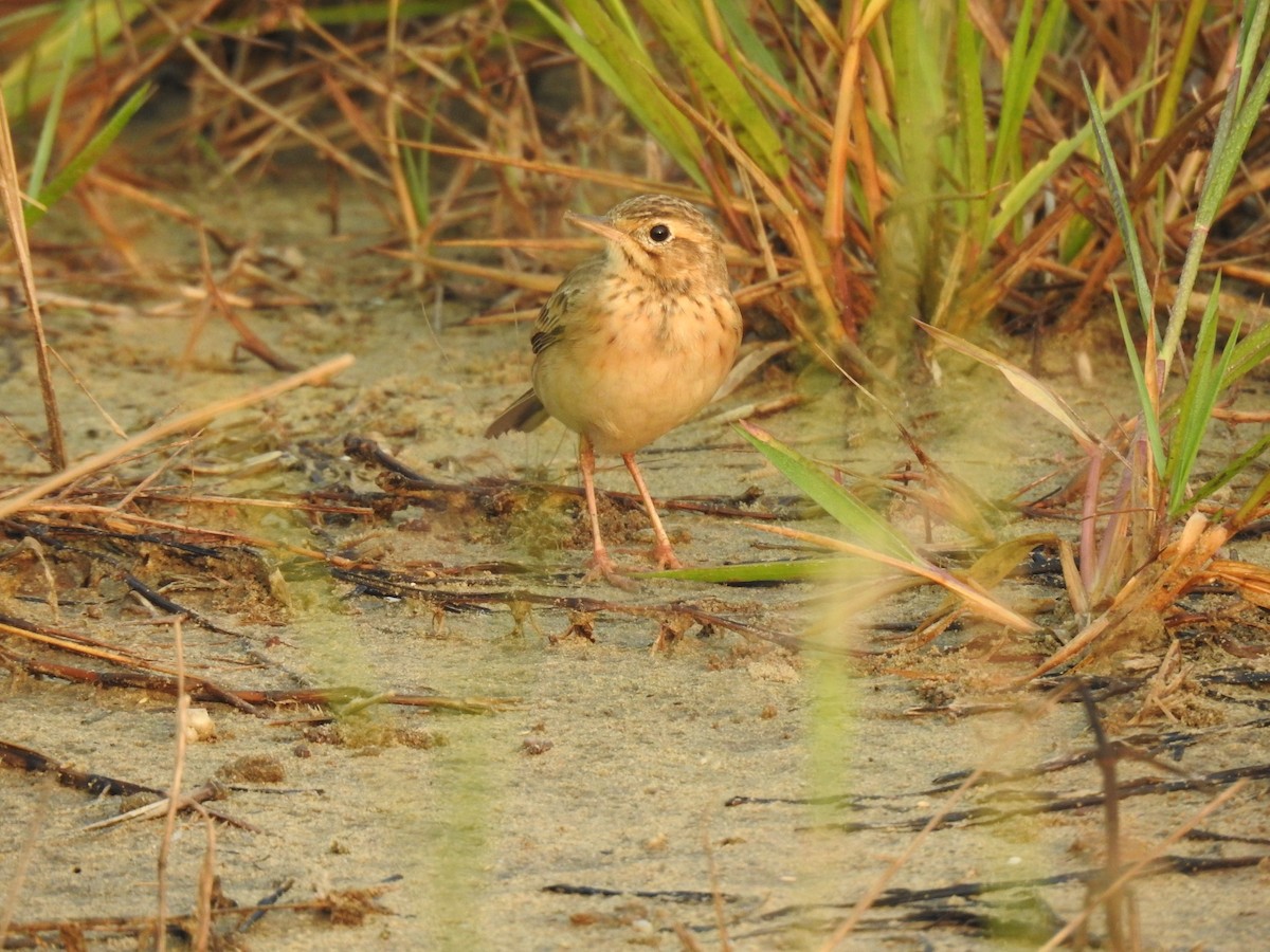 linduška rýžová - ML644983823