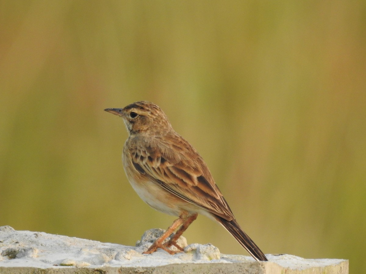 linduška rýžová - ML644983824