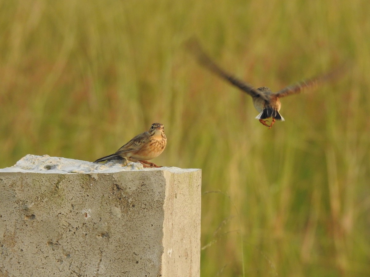 linduška rýžová - ML644983825