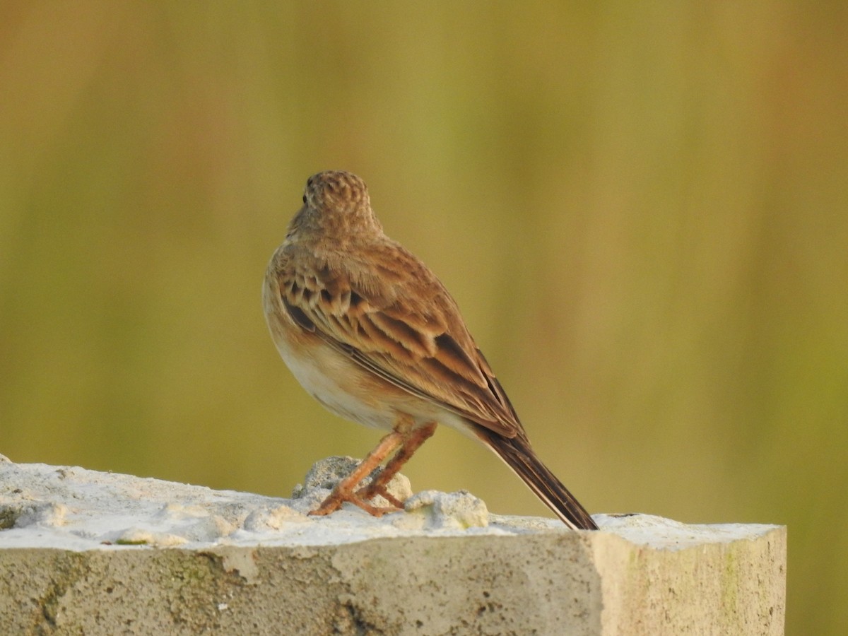 linduška rýžová - ML644983826