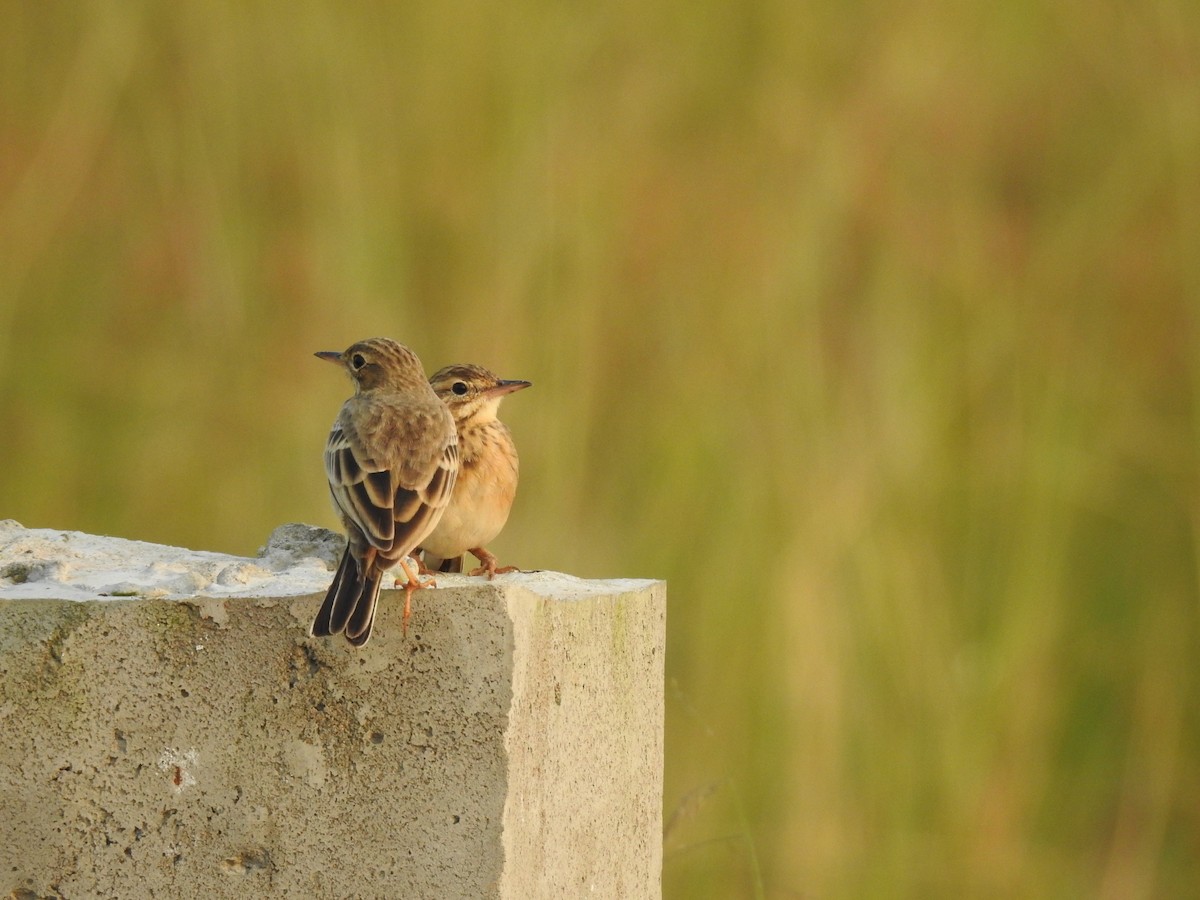 linduška rýžová - ML644983827